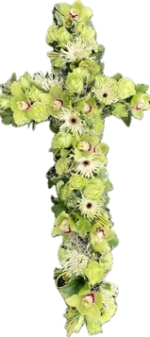 Cymbidium Orchid cross